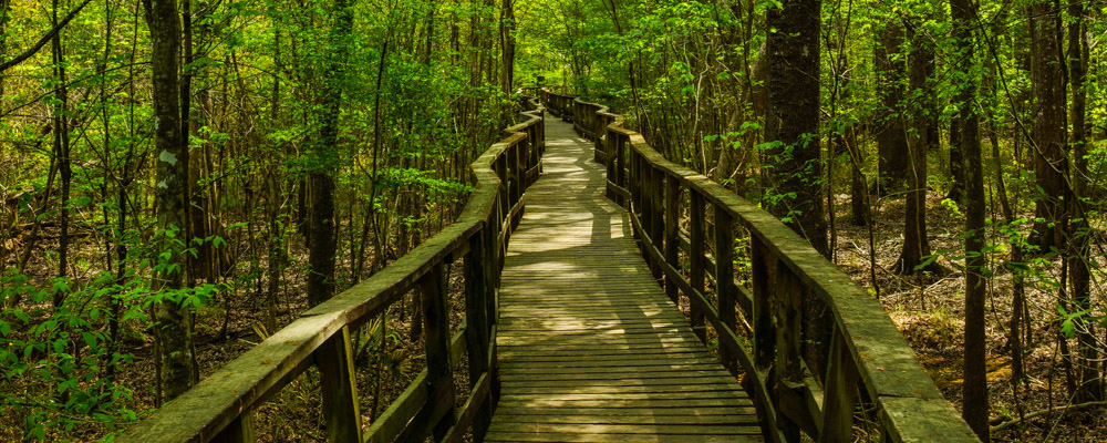 Congaree National Park Hiking Trails - National Parked